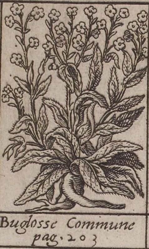 Buglosse.jpg