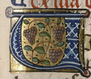 Grapevines.png