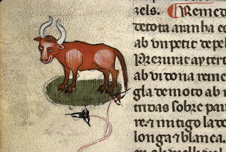 Red ox.png