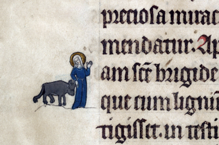 Saint Brigitte and her ox.png