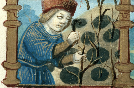 Tending to grapevines.png